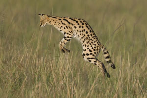 serval